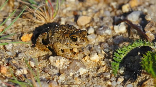 Natterjack toad (Epidalea calamita) in sand, juvenile baby frog in quarry