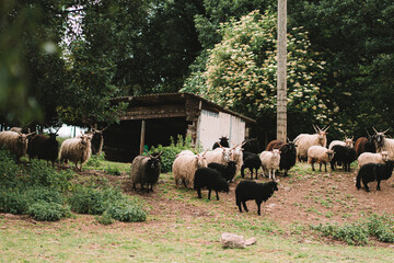 Herde Zuchttiere Wolle Schuppen