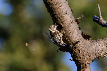 木に穴を開けるコゲラ