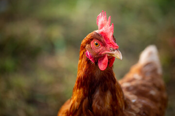 Adult red rooster in closeup