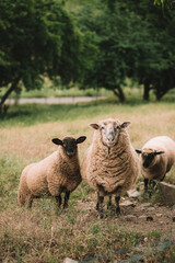 Fototapeta premium kleine Schafherde auf einer grünen Weide mit Bäumen im Hintergrund