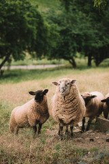 Obraz premium kleine Schafherde auf einer grünen Weide mit Bäumen im Hintergrund