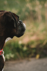 Portraitaufnahme Boxer Hund blickt in die Ferne