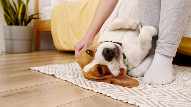 The female owner of the beagle dog lying on the back and stroking her pet. Enjoying the warm home atmosphere. Mans best friend. High quality 4k footage