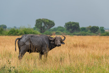 African Buffalo - Syncerus caffer, member of African big five from Queen Elizabeth NP, Uganda.