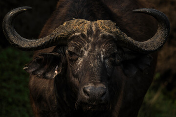 African Buffalo - Syncerus caffer, member of African big five from Queen Elizabeth NP, Uganda.