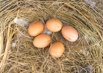 group of eggs orange oval shape food on nest.