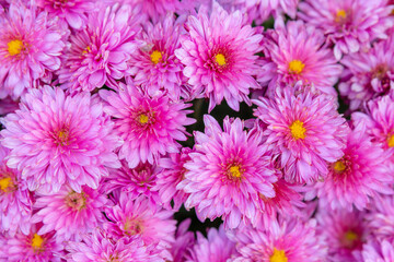 Close up chrysanthemum flowers background top view. Seamless purple chrysanthemum flowers. Beautiful wallpaper