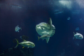 Closeuo of a big sunfish - obrazy, fototapety, plakaty
