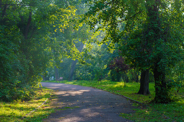 asphalt path, morning in the park area