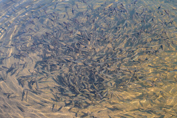 a flock of small fish in a transparent water