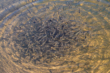 a flock of small fish in a transparent water