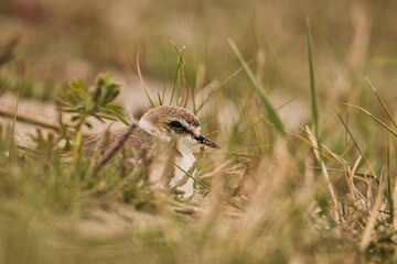 Kentish Plover 