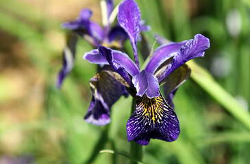 Close up of a Black Iris, Gloucestershire England
