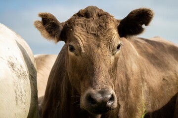 Beef cows and calfs grazing on grass in Australia. Eating hay and silage. breeds include speckled...