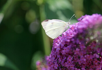 Small White butterfly on buddleia, Derbyshire England
