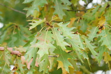 Rotecihe, Quercus rubra im Detail mit herbstlicher Färbung der sehr schönen Blätter