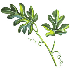 Watermelon leaves. Watercolor illustration. Hand drawn