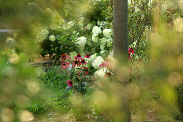 jeżówka purpurowa, hortensja bukietowa LimeLight, azalia wielkokwiatowa sommerduft 