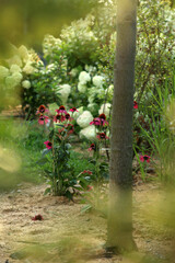 jeżówka purpurowa, hortensja bukietowa LimeLight, azalia wielkokwiatowa sommerduft  © Lula4ever