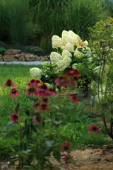 Fototapeta na wymiar jeżówka purpurowa, hortensja bukietowa LimeLight, azalia wielkokwiatowa sommerduft 