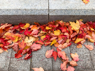 Naklejka na ściany i meble Colorful red and yallow autumn, fall leaves lying on a pavement