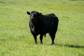 Angus, wagyu and murray grey beef bulls and cows, being grass fed on a hill in Australia.