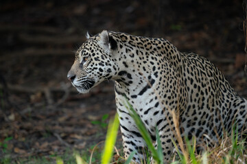 Jaguar