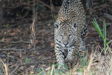 Jaguar