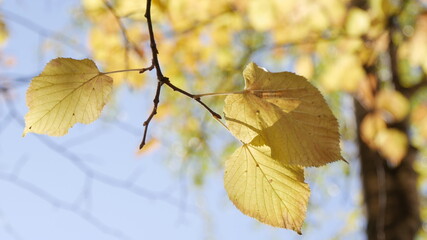 Obraz premium autumn leaves on the tree