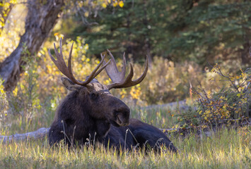Bull Shiras Moose During the Fall Rut in Wyoming
