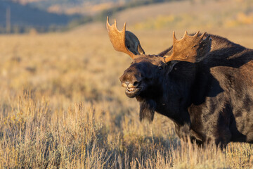 Bull Shiras Moose During the Fall Rut in Wyoming