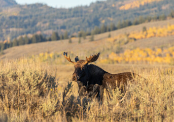 Bull Shiras Moose During the Fall Rut in Wyoming