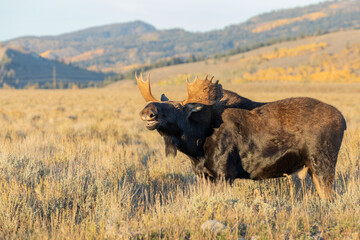 Bull Shiras Moose During the Fall Rut in Wyoming