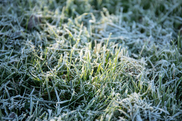 Hoar frost on the green grass in autumn morning
