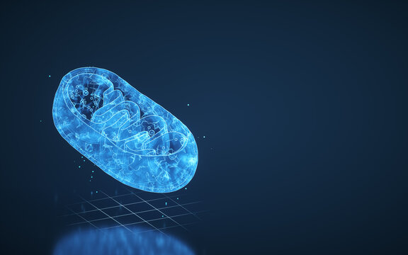 Cross-section view of Mitochondria, 3d rendering.
