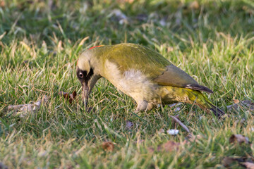 European Green Woodpecker