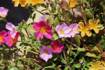 Pink and yellow flowers in a garden in Cyprus during a sunny day.