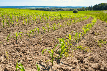 Fototapeta na wymiar Feld mit Maispflanzen im Frühling