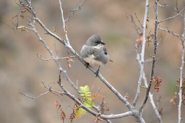 aves