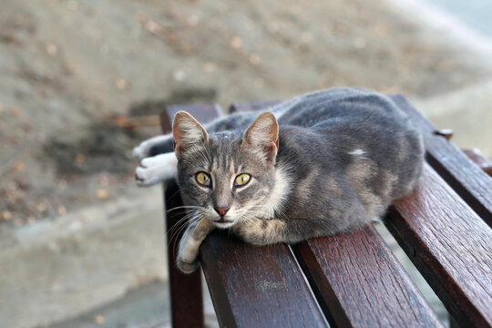Homeless street cat photographed in Cyprus during a summer evening. Cute furry little animal.