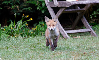 Urban fox cubs exploring the garden