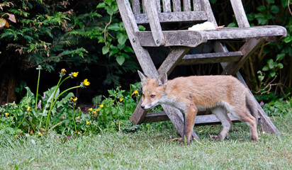 Urban fox cubs exploring the garden