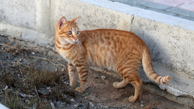 Homeless street cat photographed in Cyprus during a summer evening. Cute furry little animal.