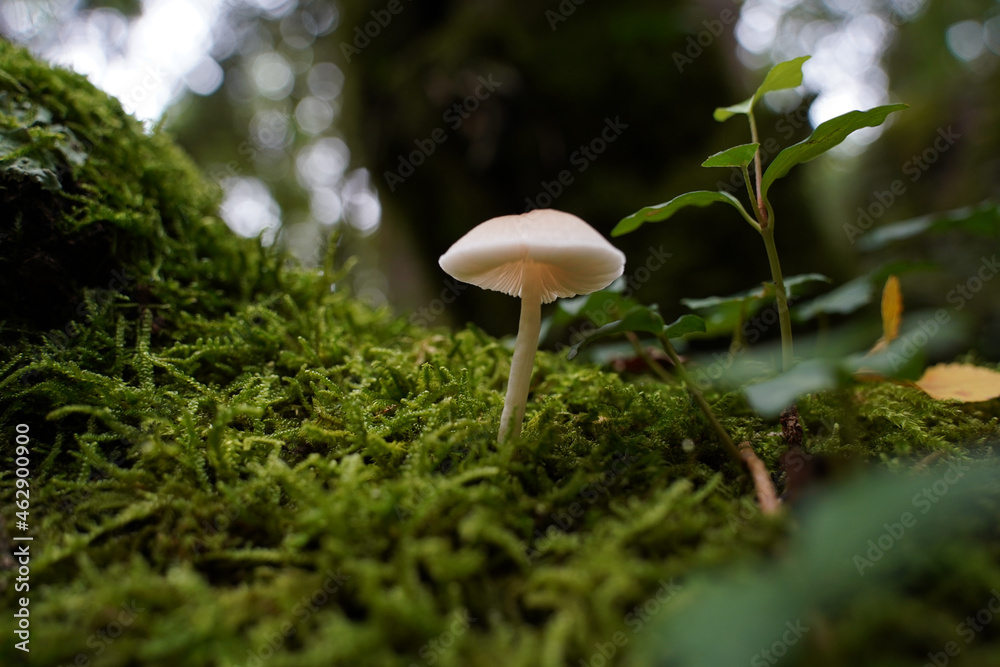 Wall mural Porcelain fungus growing in a forest