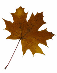 maple leaf isolated on white