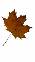 maple leaf isolated on white