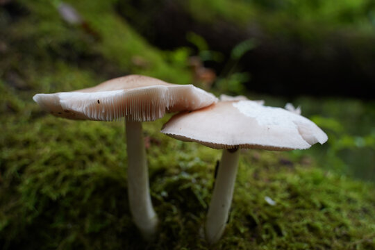Closeup shot of two white pluteus mushrooms