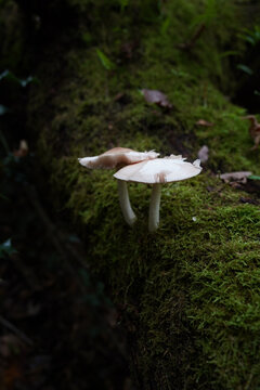 Closeup shot of two white pluteus mushrooms
