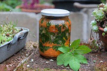 Fermentierte Karotte mit Giersch, Aegopodium podagraria